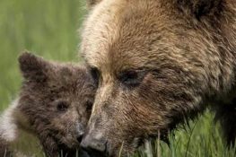 Mamma Orsa: il 31 Agosto un evento per ricordare Amarena a un anno dalla morte