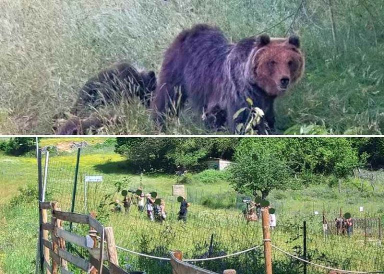 Il PNALM sulla presenza dei troppi curiosi a Villalago: "Amarena e i suoi cuccioli meritano più rispetto e attenzione"