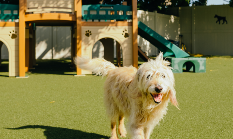 “parco degli amici-parco educativo per cani”