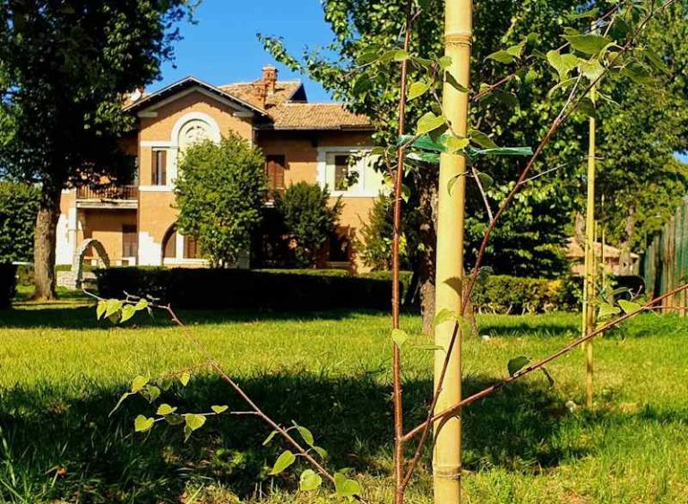 Presso la sede del Parco Sirente Velino impiantati 19 alberelli della rara Betula Pendula: "Relitto glaciale sopravvissuto in piccole nicchie"