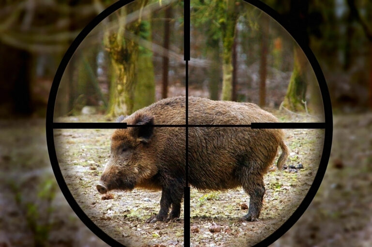 Caccia la cinghiale