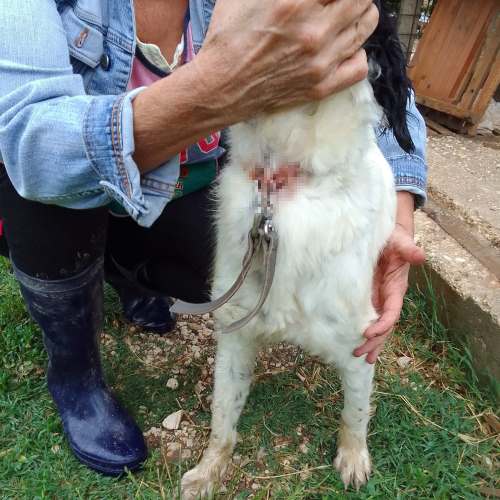 Cagnolina trovata con un moschettone infilzato nel collo: "cattiveria senza limiti"