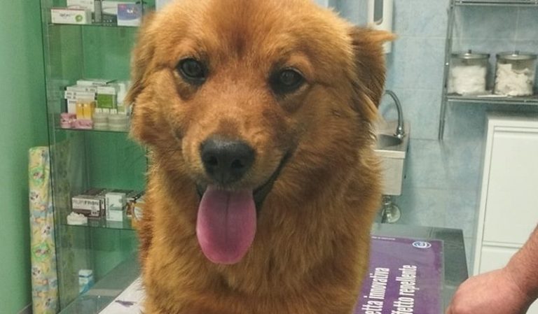 Scaricano dall'auto un cagnolino e se ne vanno: "Ovviamente è senza chip"