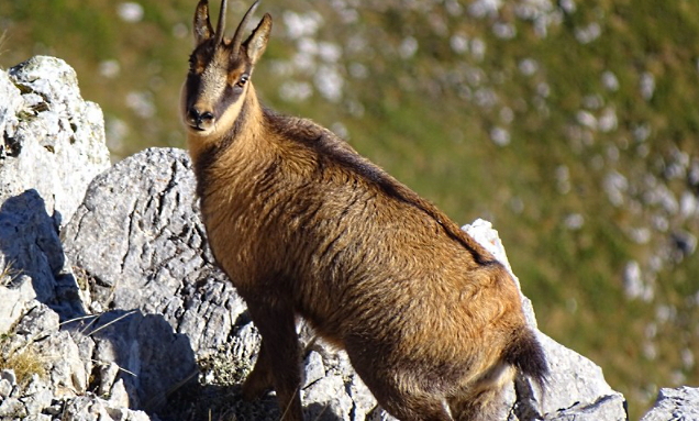 Tutela del camoscio appenninico