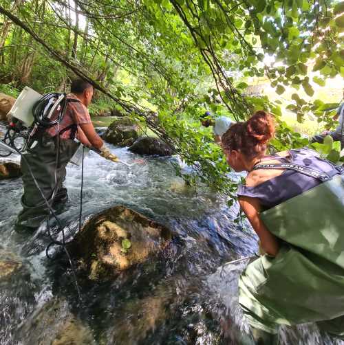Campionamento genetico delle trote del torrente Romito presso la Riserva Naturale Zompo lo Schioppo||||