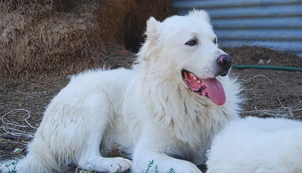 Pescina Comune a quattro zampe: chippati 28 cani e presto disponibili le dog station