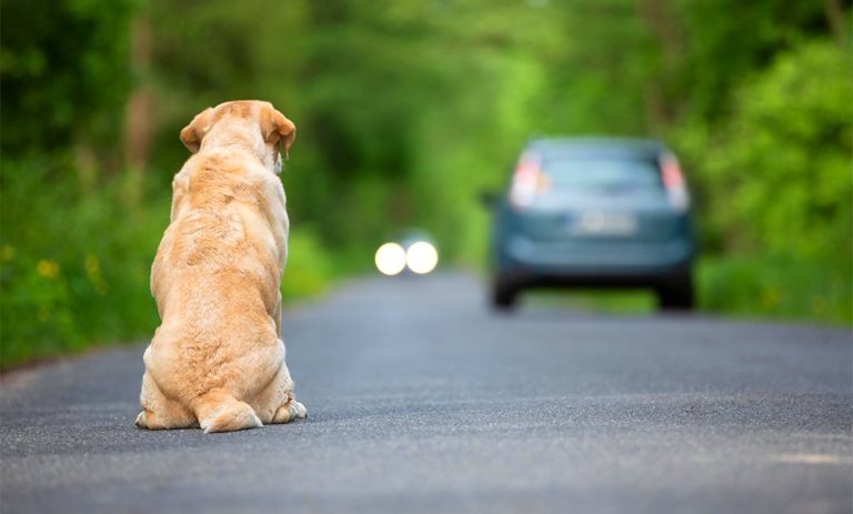 "Amami e Basta": campagna LNDC Animal Protection e Anas per sensibilizzare contro il fenomeno dell'abbandono degli animali|