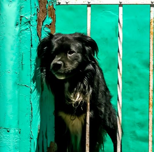 Appello AIDAA: "d'estate no ai cani lasciati sui balconi
