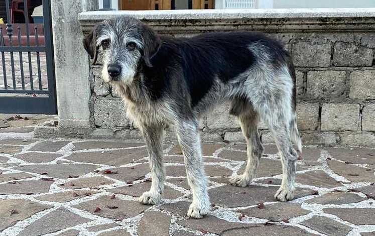 È morto Bracco