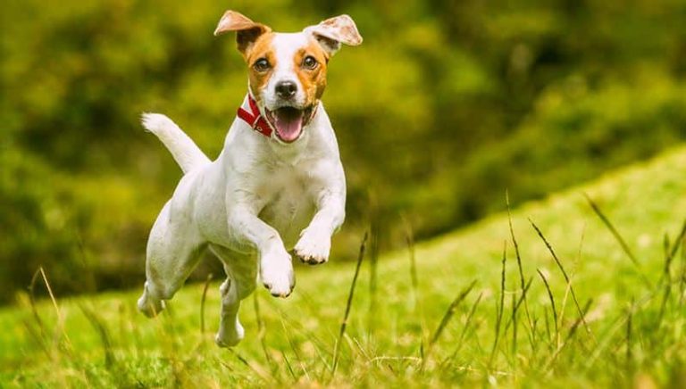 A Ovindoli è pronta l'area per lo sgambamento cani