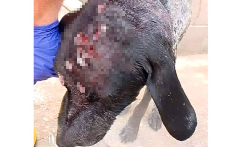 Trovato un cane con 15 profonde ferite sul cranio: è stato soccorso e portato in canile