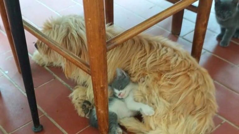 Il cane fa da balia ai gattini ritrovati tra i rifiuti