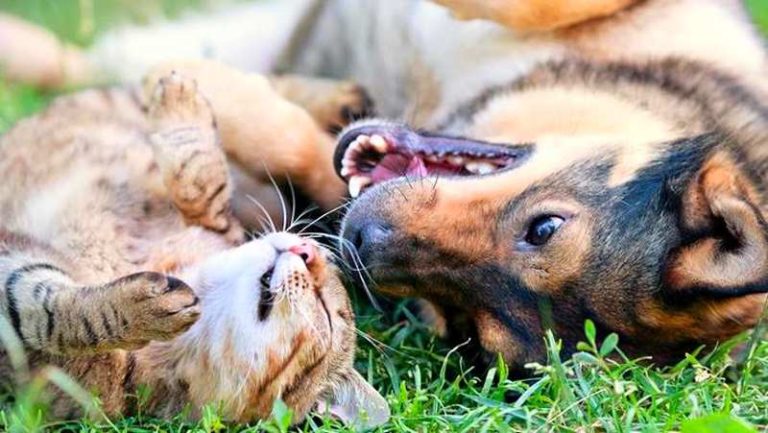 Tutela degli animali d'affezione