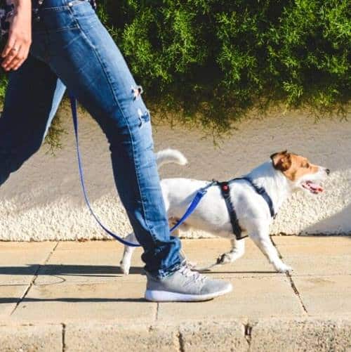 Deiezioni canine nel centro storico di Civitella Roveto