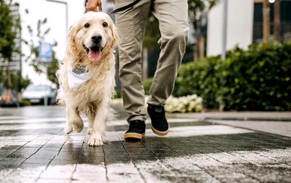 Suolo pubblico sporcato da deiezioni canine