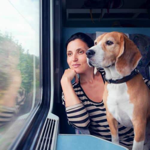 Lotta all'abbandono: questa estate i cani potranno viaggiare gratis sui treni italiani