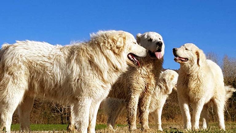 Donna aggredita da 5 cani da pastore a Luco dei Marsi