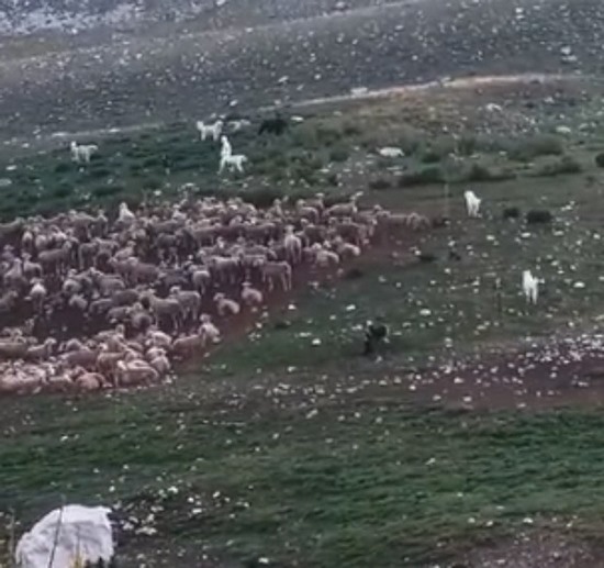 Un orso si avvicina al gregge e i cani da pastore abruzzese lo tengono a distanza (video)