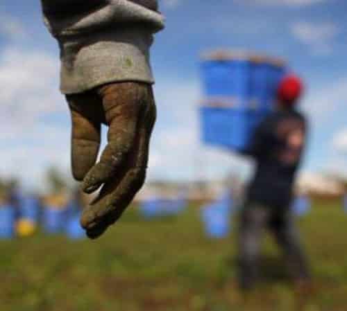 Madre e figlio accusati di "caporalato": braccianti stranieri sfruttati e minacciati
