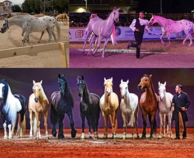 Al via la manifestazione “Cavalli Sotto le Stelle”|“Cavalli Sotto le Stelle”|
