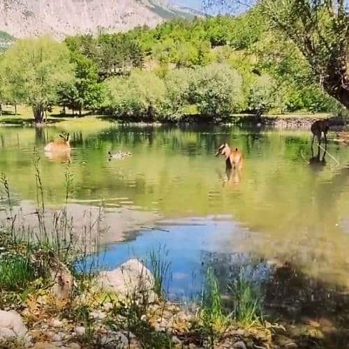 Il bagno dei cerbiatti in un "angolo di paradiso" abruzzese