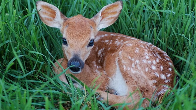 Non toccate i cerbiatti: appello del WWF Abruzzo agli escursionisti