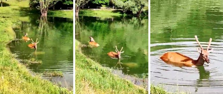 In Abruzzo è arrivato il gran caldo e i cervi decidono di rinfrescarsi nel lago
