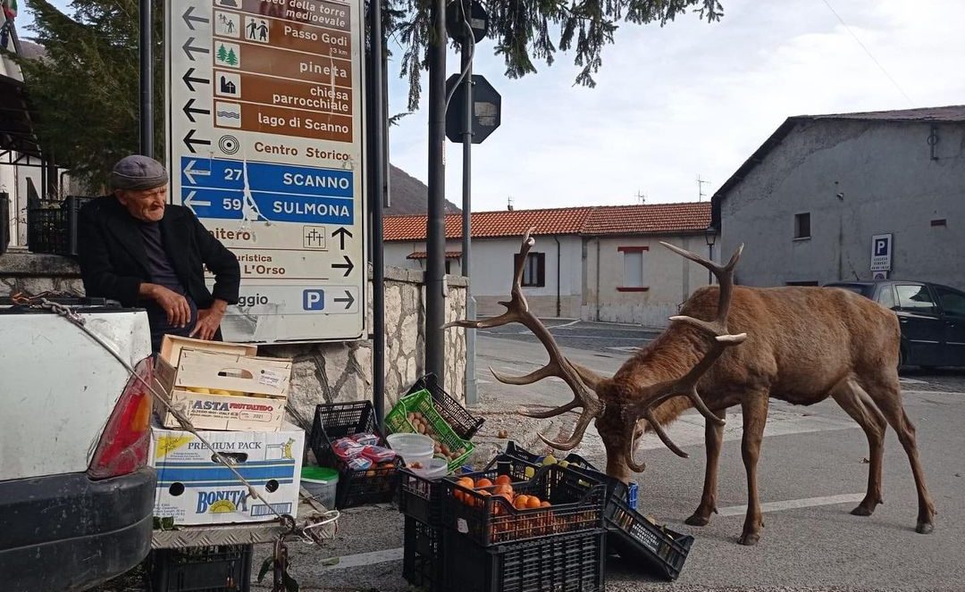 Spopola online la foto del cervo che... fa la spesa!