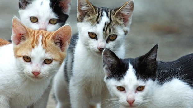 gatti uccisi