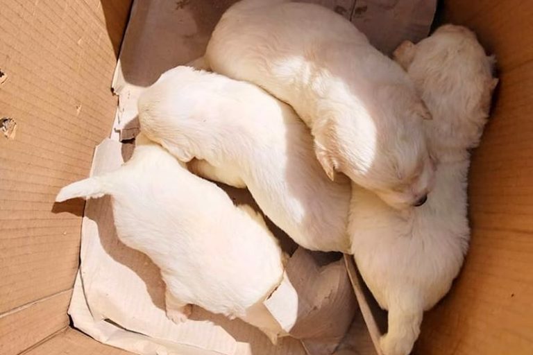 Cuccioli di simil pastore abruzzese buttati in un sacco: "Orrori all'ordine del giorno"