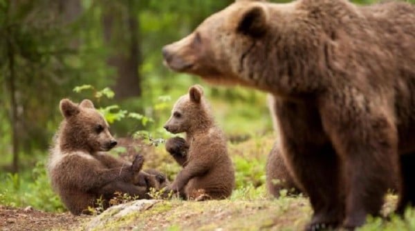orso marsicano