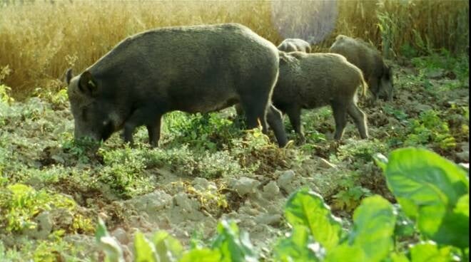 danni cinghiali agricoltura