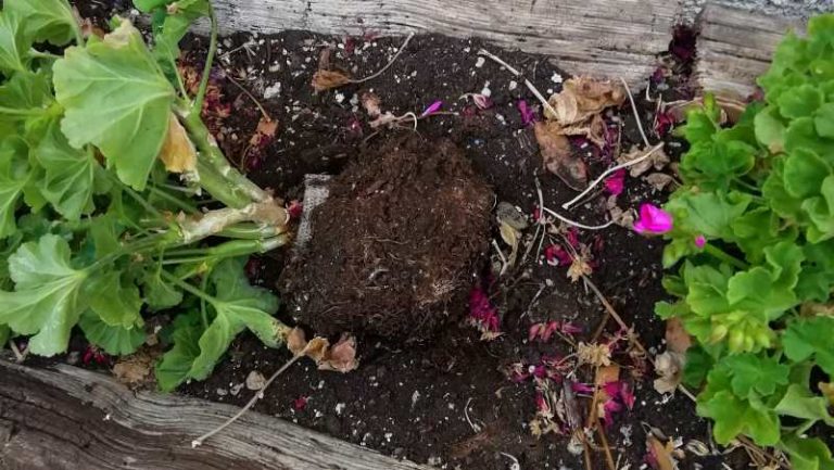 Sradicate di nuovo le piantine decorative a Tufo: "presentata denuncia ai Carabinieri"