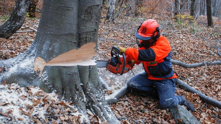 Corso gratuito di formazione per istruttore forestale. Per l'Abruzzo disponibili 4 posti