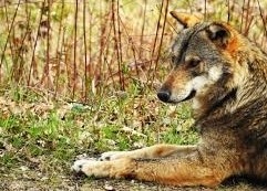 Presenza del lupo appenninico nel Parco nazionale d'Abruzzo tra fattori di disturbo come uomini e cani