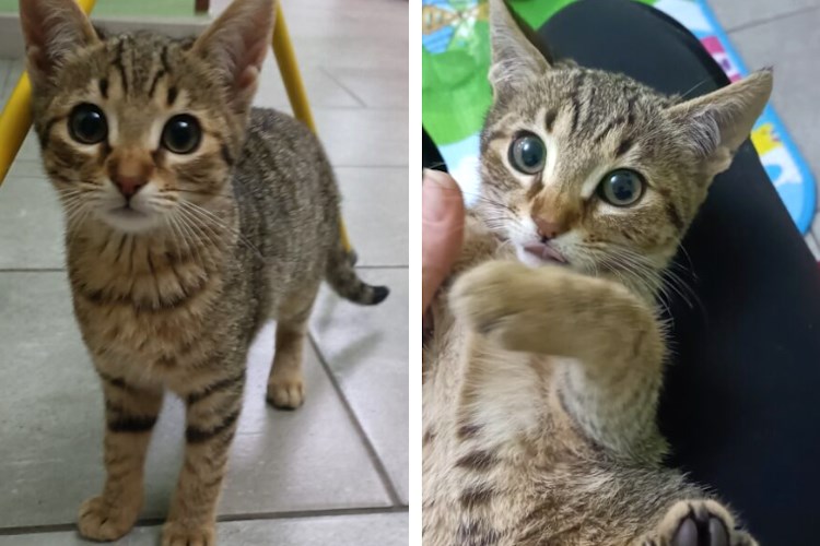 La gattina Macchia cerca casa: "Non è giusto che resti per strada"||