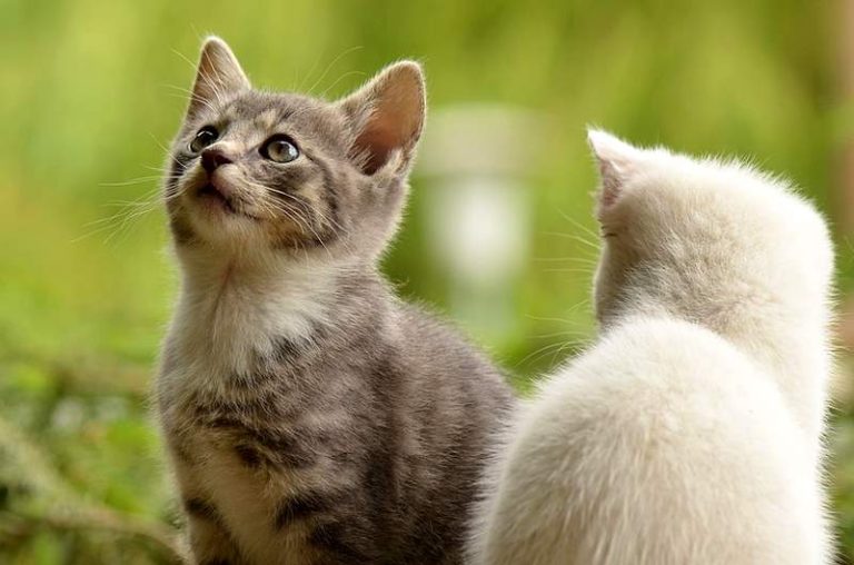 Oggi è la giornata internazionale del gatto||||