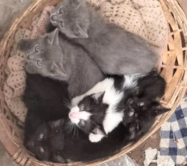 Cinque gattini abbandonati davanti all'abitazione di una volontaria: "Cercano una famiglia"