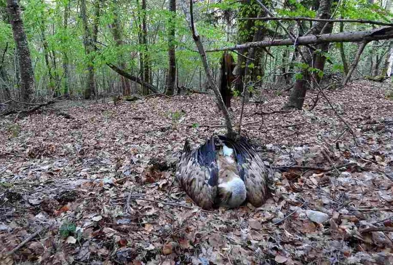 Rischio di avvelenamento della fauna