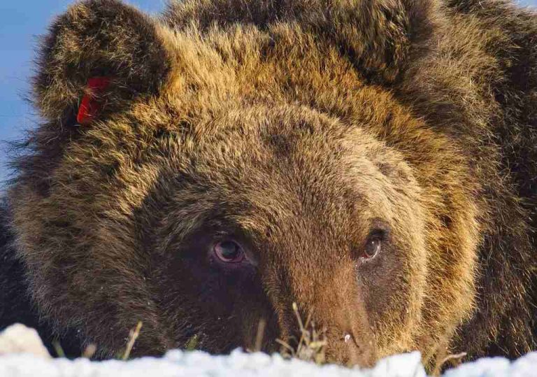 La morte dell'orso Juan Carrito finisce anche sulle pagine del New York Times