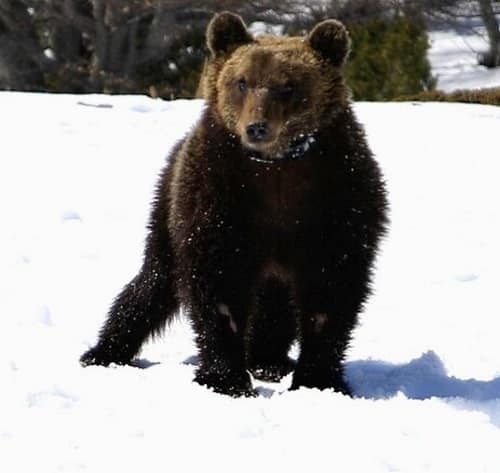 L'orso Juan Carrito