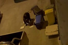 Juan Carrito torna a Roccaraso e cerca cibo nei bidoni della spazzatura||||