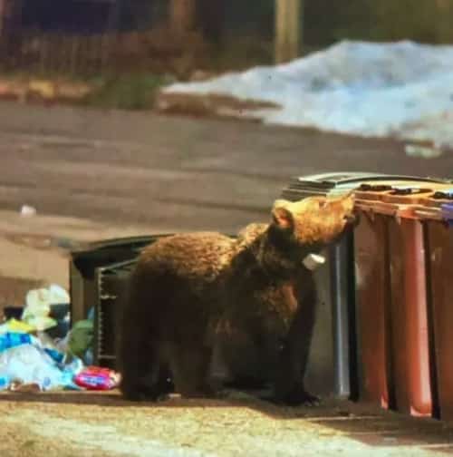 Il ritorno dell'orso Juan Carrito
