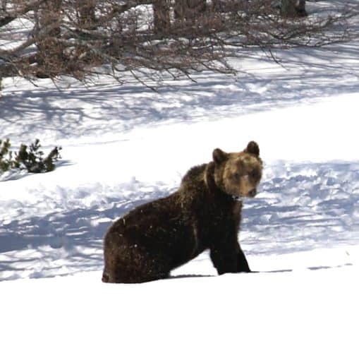 I primi 10 giorni di Juan Carrito sulla Maiella: "buone speranze di un ritorno alla normalità per il giovane orso"