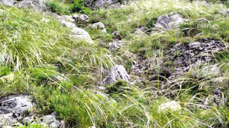 Si rinnova la fioritura del Lino delle Fate|||||