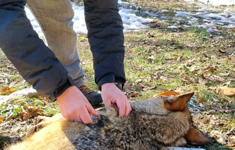 Lupi catturati e sottoposti a visita medica dal team del Servizio Veterinario del Parco Nazionale