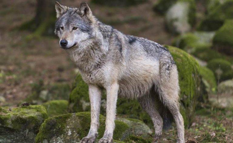 Un lupo aggredisce una donna e sbrana il suo cagnolino