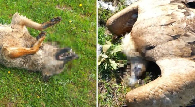 Avvelenamento di 14 animali selvatici: "Ipotesi di limitare la percorribilità di alcune aree"