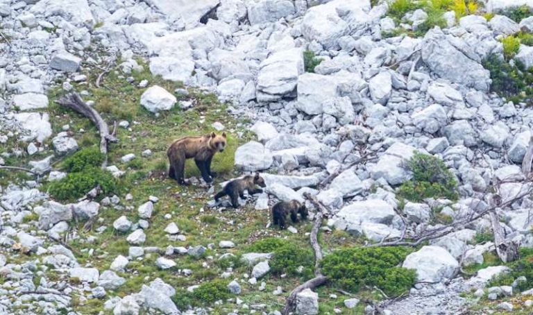 Conservazione dell'orso: "Riduzione della mortalità e all'aumento dell'accettazione del plantigrado nelle future aree di espansione"