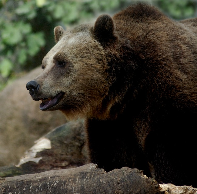orso marsicano